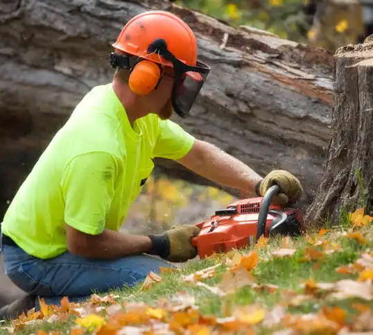 tree services Arroyo Seco